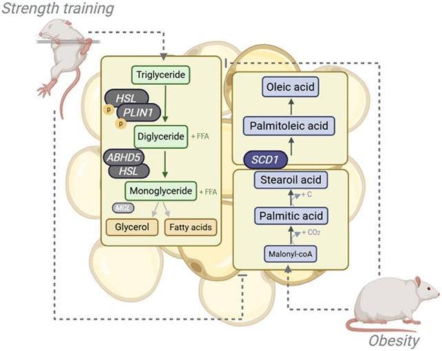 Mice strength training graphic