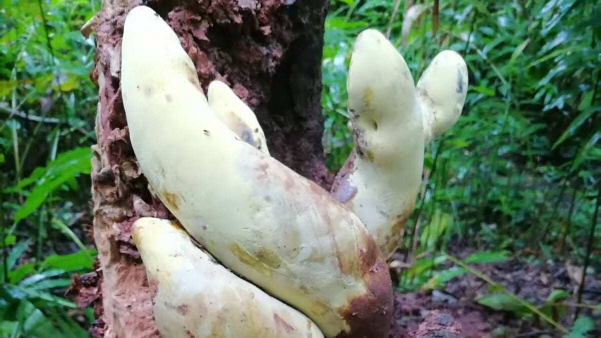 Meet D-Rex: Ancient Fungus as Tall as a Traffic Cone Has Just Been Discovered in China