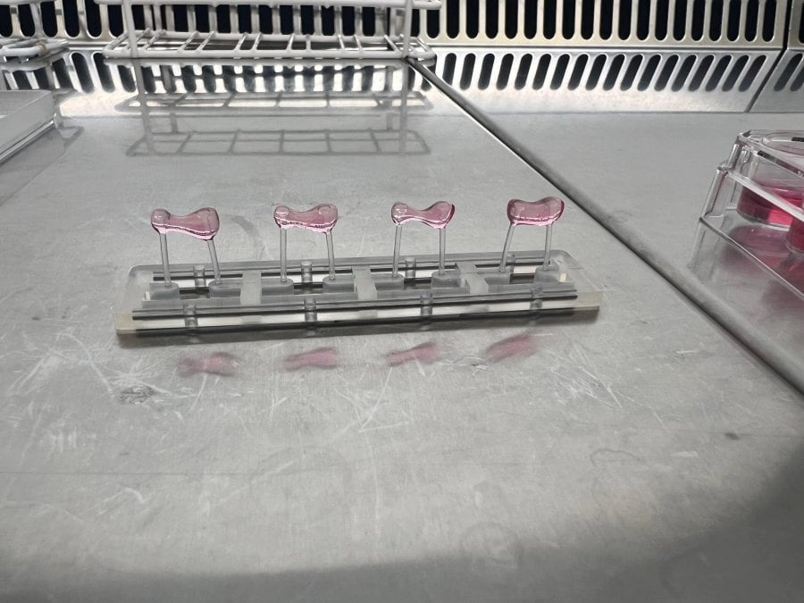 Pomegranate Compound Improves Heart Function Up to 80% in New Mouse Study