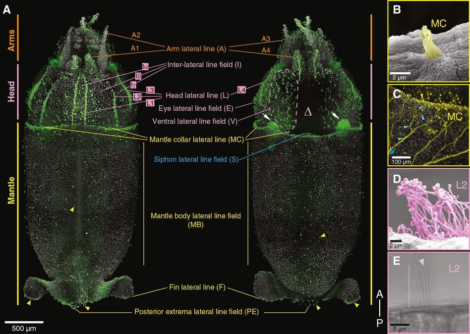 Scientists Find Squid Are Covered in Hair-Like Cells Remarkably Similar to The Ones in Human Ears