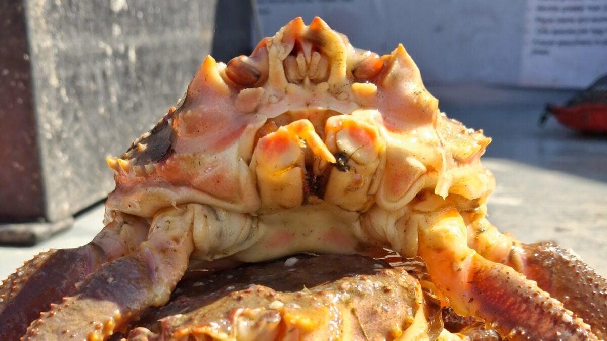 In 2025, Trawlers Suddenly Started Pulling Up Rare Hybrid Crabs in Record Numbers in The Bering Sea. Now We Know Why