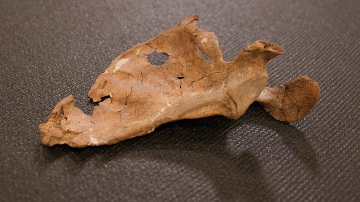 Oldest Known Spear Attack May Be Found in 75,000-Year-Old Neanderthal Remains