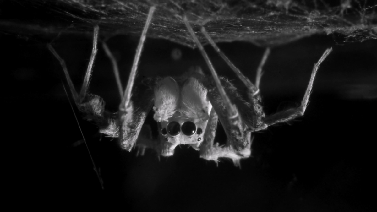 First Evidence of Sleep Rebound Discovered in an Invertebrate